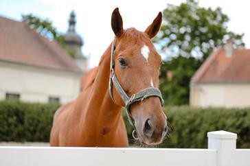 Pytloun Chateau Hotel Ctěnice | Praha-Vinoř | Photogallery 66